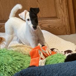Girl 3 - White black and tan female Smooth Fox Terrier puppy in Iowa from Misty Hollow