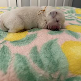 Chase - Light golden male Golden Retriever puppy in Charles City, Virginia from Sweeter Than Honey Golden Retrievers, LLC.