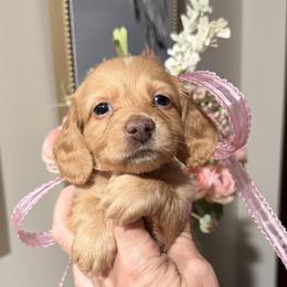 NIKKI - Red female Dachshund puppy in Ville Platte, Louisiana from Cajun Pawfection