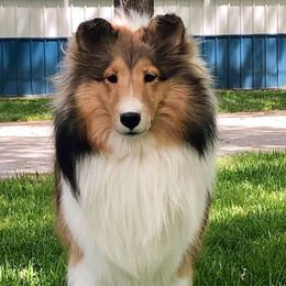 Clara - Shetland Sheepdog