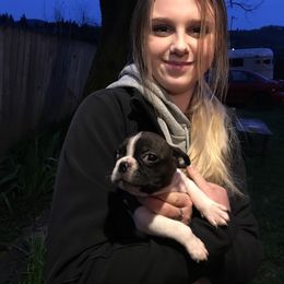 Boston Terrier Puppies from High Plains Bullies