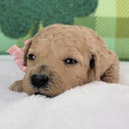 Tilly - Apricot female Goldendoodle puppy in Temecula, California from Oodles O'Doodles