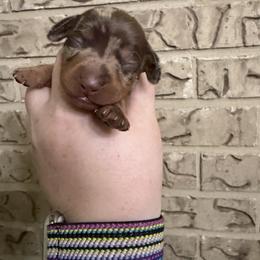 Peaches - Dapple female Dachshund puppy in Athens, Texas from County Road Puppies
