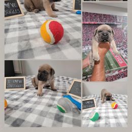 Black collar male - Gray and fawn male Cane Corso puppy in Westerville, Ohio from Elite Empire Cane Corso