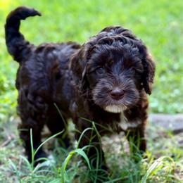 Thelma - Chocolate female Australian Labradoodle puppy in Mount Gilead, North Carolina from Tillery Labradoodles