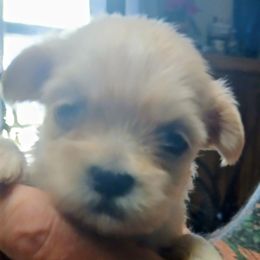 Eric - Cream male Lhasa Apso puppy in Fort Worth, Texas from Cynthia's Lhasa Apsos