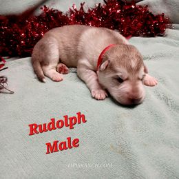 Rudolph (Red) - Sable male German Shepherd puppy in Bedias, Texas from TiPi S Ranch's German Shepherds