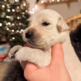 German Shepherd and Golden Retriever Puppies from Sweet Breeze Acres