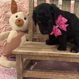 Poodles from Carol's Poodles