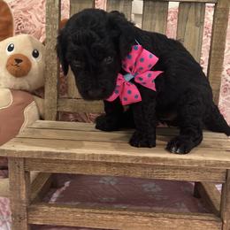 Poodles from Carol's Poodles