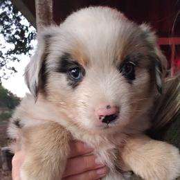 Brownie - Blue merle male Miniature Australian Shepherd puppy in Pocahontas, Arkansas from Melissa's Mini Aussies