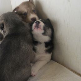 Siberian Husky Puppies from Rebel Huskys