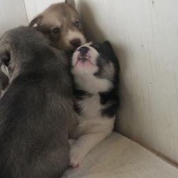 Siberian Husky Puppies from Rebel Huskys
