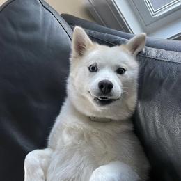 Zoey - Pomsky