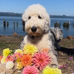 LouLou - Sheepadoodle
