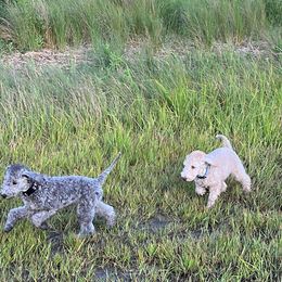 Bedlington Terrier Puppies from Kadence Kennels