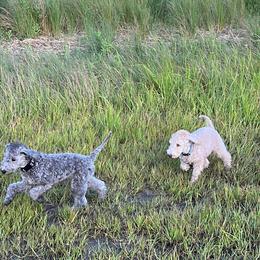Bedlington Terrier Puppies from Kadence Kennels
