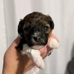 Drew Lou Who - Tri-color female Cavapoo puppy in Spokane, Washington from Treasured Cavaliers of the Pacific Northwest