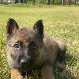 German Shepherd Puppies from Rammstein Kennels