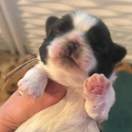 Lavendar - Black and white female Shih Tzu puppy in Berkeley Springs, West Virginia from Sandridge Shih Tzus