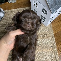 Shih Tzu Puppies from Socal Mother Of Shih Tzus