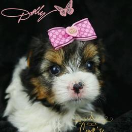 Dolly - Parti female Yorkshire Terrier puppy in Cabot, Arkansas from Cup's Yorkie Parti Pups