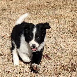 Border Collie Puppies from Bond Border Collies