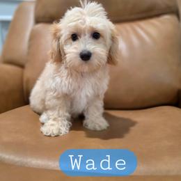 Wade - male Cavapoochon puppy in Bullard, Texas from Cavapoochon Central LLC