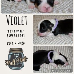 Violet - Black and tan female Pembroke Welsh Corgi puppy in Poteau, Oklahoma from Half-Pint Corgis