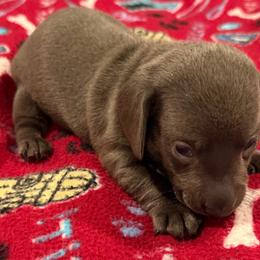 Titus C.O. - Gray (blue) male Dachshund puppy in Wesley Chapel, Florida from Russell Lee Overton