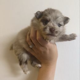 Girl 1 - Chocolate merle female Pomeranian puppy in Jackson, Tennessee from Little House Pomeranians