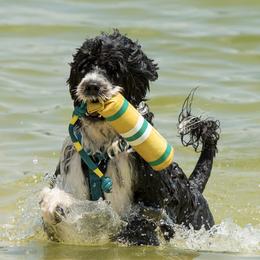 Portuguese Water Dogs from Pam Collar