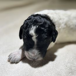 Lily - Black and white female Aussiedoodle puppy in Waelder, Texas from Aussiedoodles of Austin