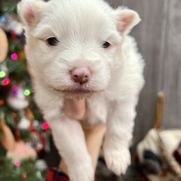 Pomeranian, Pomsky, and Toy Australian Shepherd Puppies from Blessed Little Paws