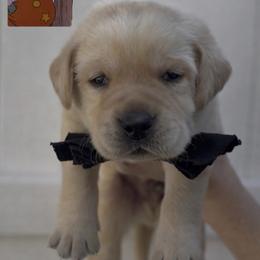 Sheriff Of Nottingham - Yellow male Labrador Retriever puppy in Ocala, Florida from Moon river Labradors