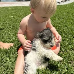 Border Collie and Miniature Schnauzer Puppies from Circle R Sidney