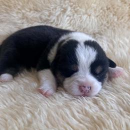 Ember - Black and tan male Pembroke Welsh Corgi puppy in Drain, Oregon from Sunnydale Corgis