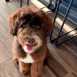 Whiskey - Aussiedoodle