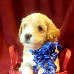 Goldendoodle Puppies from Magical Goldendoodles of Pioneer Valley, MA