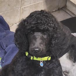 Green collar - Black Poodle puppy in Wauconda, Illinois from WyldCard Poodles