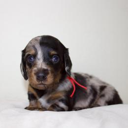 Boy 1 - Dapple male Dachshund puppy in Mapleton, Utah from Utah County Dachshunds