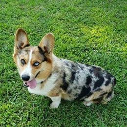 American Corgis and Pembroke Welsh Corgis from 3TGStockdogs