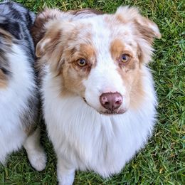Australian Shepherds from The Mead Ranch