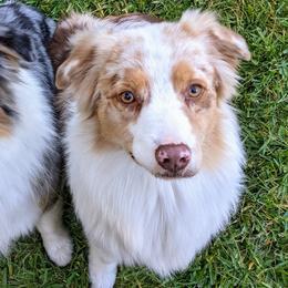 Australian Shepherds from The Mead Ranch