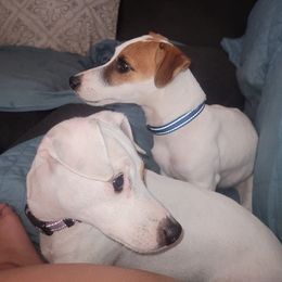 Russell Terriers from Dodd's Shorty Jack Russells