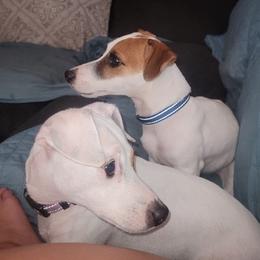 Russell Terriers from Dodd's Shorty Jack Russells