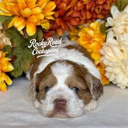 Fawn - Red and white female Cockapoo puppy in Nashville, Arkansas from Rocky Road Puppies