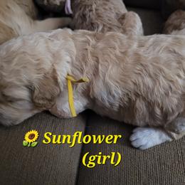 Goldendoodle Puppies from 3 Willows Goldendoodles