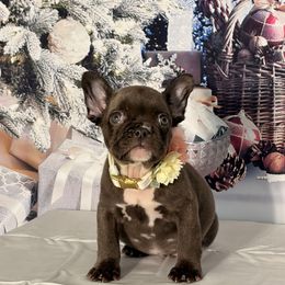 Raven - Brindle and white female French Bulldog puppy in Plano, Illinois from Velvet Fluffy Pups