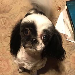 Honey - Shih Tzu